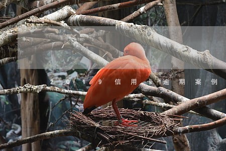 2019信用卡逾期案例 2019信用卡逾期案例