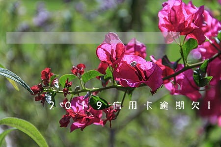 2019信用卡逾期欠1万