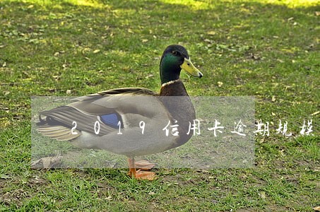 2019信用卡逾期规模 2019信用卡逾期规模