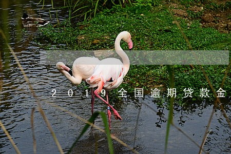 2019全国逾期贷款金额