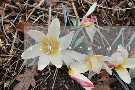 2019利信逾期被上门 2019利信逾期被上门