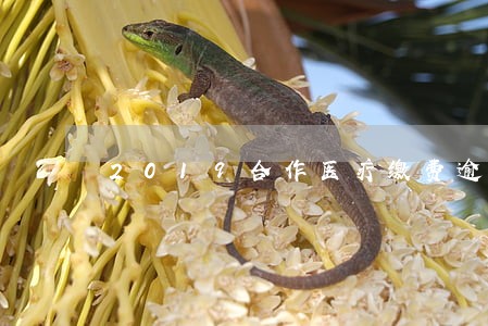 2019合作医疗缴费逾期 2019合作医疗缴费逾期