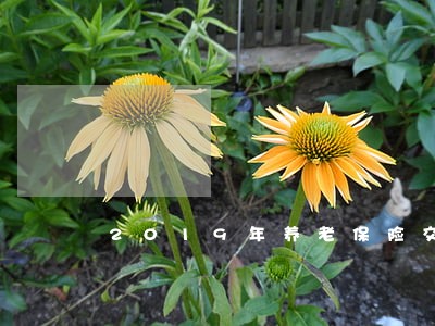 2019年养老保险交费逾期 2019年养老保险交费逾期