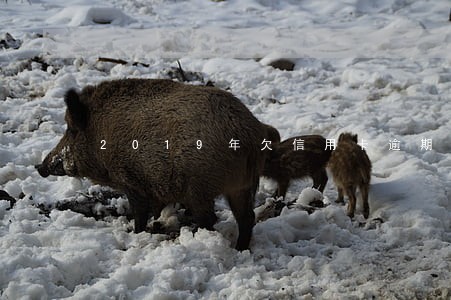2019年欠信用卡逾期款论坛 2019年欠信用卡逾期款论坛