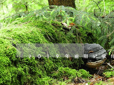 2019年逾期记录终身在吗 2019年逾期记录终身在吗