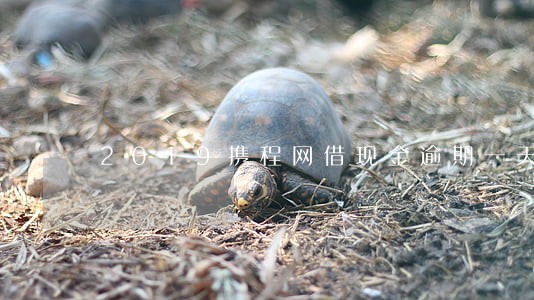 2019携程网借现金逾期一天 2019携程网借现金逾期一天