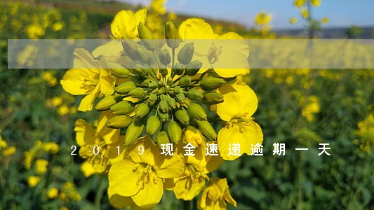 2019现金速递逾期一天 2019现金速递逾期一天