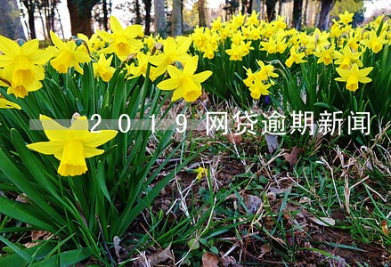 2019网贷逾期新闻 2019网贷逾期新闻