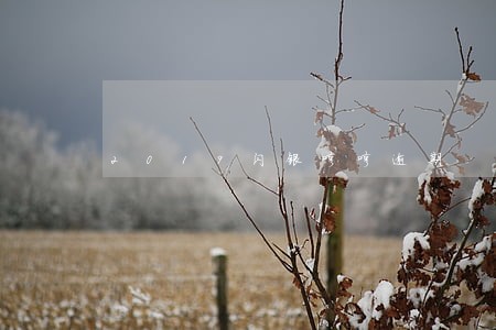 2019闪银哼哼逾期 2019闪银哼哼逾期
