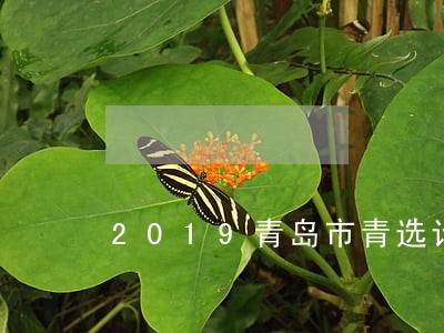 2019青岛市青选计划 2019青岛市青选计划
