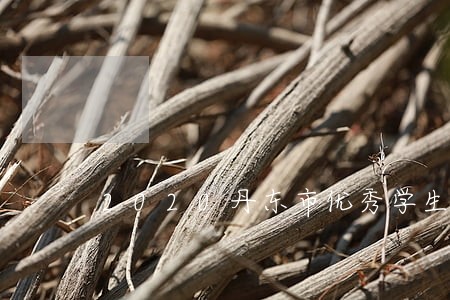2020丹东市优秀学生干部 2020丹东市优秀学生干部
