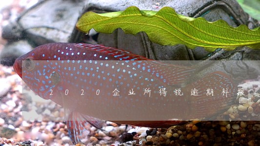 2020企业所得税逾期补报 2020企业所得税逾期补报