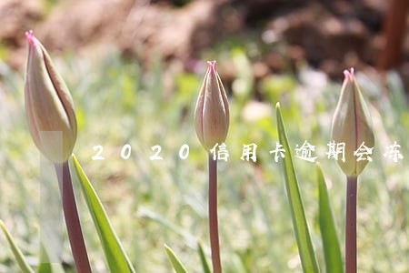 2020信用卡逾期会冻结卡吗 2020信用卡逾期会冻结卡吗