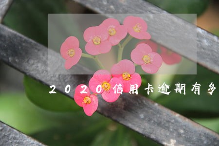 2020信用卡逾期有多少 2020信用卡逾期有多少