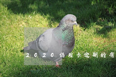 2020信用卡逾期的有多少 2020信用卡逾期的有多少