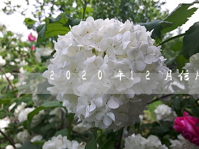 2020年12月信用卡逾期 2020年12月信用卡逾期