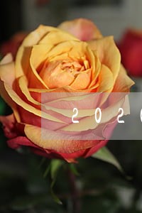 2020年12月公积金逾期 2020年12月公积金逾期