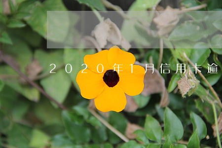 2020年1月信用卡逾期 2020年1月信用卡逾期