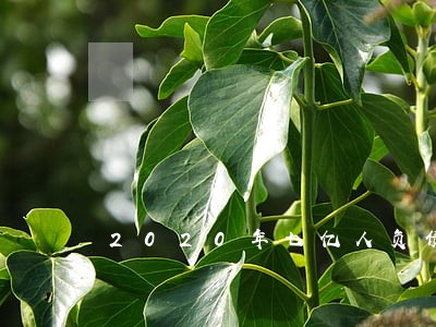 2020年七亿人负债征信逾期 2020年七亿人负债征信逾期