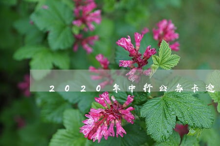 2020年中行公务卡逾期 2020年中行公务卡逾期