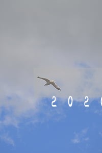 2020年企业社保逾期