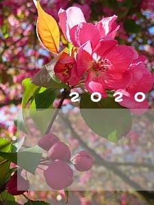 2020年信用卡逾期利息取消 2020年信用卡逾期利息取消