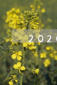 2020年信用卡逾期总额多少 2020年信用卡逾期总额多少