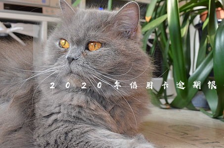 2020年信用卡逾期银行拉黑 2020年信用卡逾期银行拉黑
