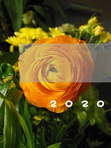 2020年全国信用卡逾期人数
