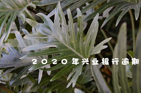 2020年兴业银行逾期3个月 2020年兴业银行逾期3个月