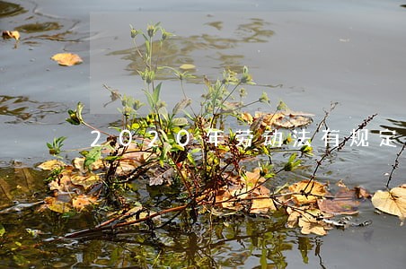 2020年劳动法有规定