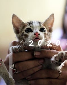 2020年大批信用卡逾期 2020年大批信用卡逾期