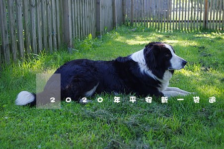 2020年平安新一贷逾期多久 2020年平安新一贷逾期多久