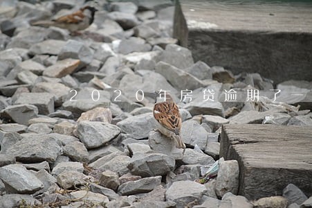 2020年房贷逾期了一个月 2020年房贷逾期了一个月