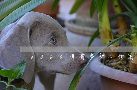 2020年有多少人信用卡逾期