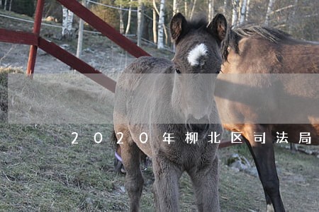 2020年柳北区司法局 2020年柳北区司法局