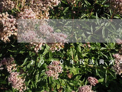 2020年民法典全文关于生育 2020年民法典全文关于生育