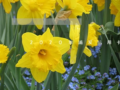 2020年浦发信用卡逾期政策 2020年浦发信用卡逾期政策