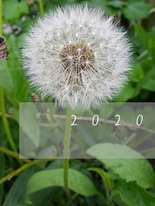 2020年疫情信用卡逾期多少 2020年疫情信用卡逾期多少