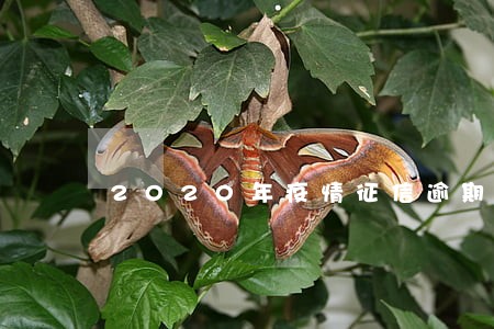 2020年疫情征信逾期 2020年疫情征信逾期