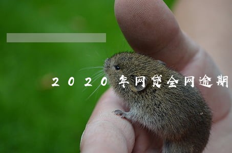 2020年网贷全网逾期情况 2020年网贷全网逾期情况