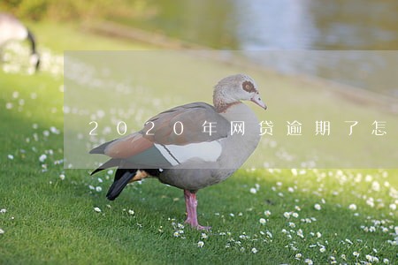 2020年网贷逾期了怎么办 2020年网贷逾期了怎么办