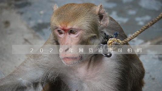 2020年网贷逾期可怕吗 2020年网贷逾期可怕吗