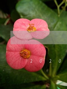 2020年车贷逾期多久会拖车 2020年车贷逾期多久会拖车