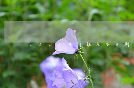 2020年闪银及贷逾期两年