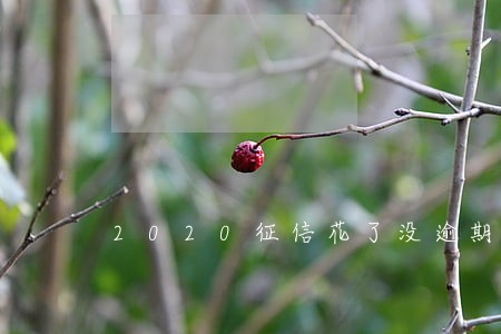 2020征信花了没逾期的口子