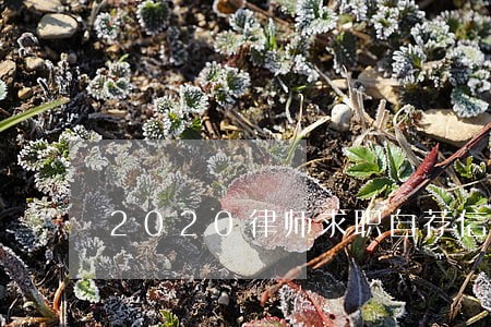 2020律师求职自荐信精选范文 2020律师求职自荐信精选范文