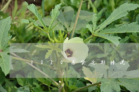 2020房贷逾期情况 2020房贷逾期情况