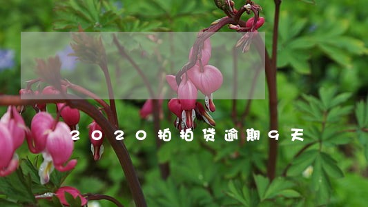 2020拍拍贷逾期9天 2020拍拍贷逾期9天