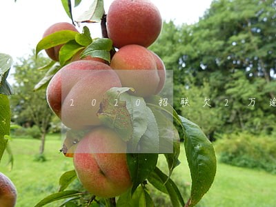 2020招联欠2万逾期1年 2020招联欠2万逾期1年